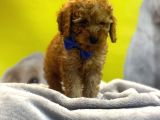 Kivircik Toypoodle Dünyasi