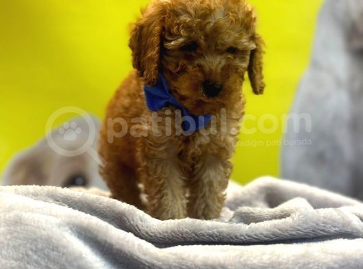 Kivir Kivir Toypoodle Yavrulari görsel