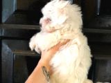 Pamuk Gibi Maltese Terrier Yavrusu