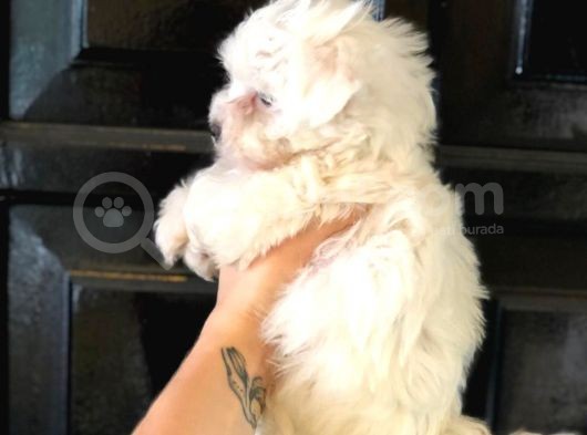 Pamuk Gibi Maltese Terrier Yavrusu görsel