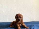 TOY POODLE BEBEKLERİMİZ