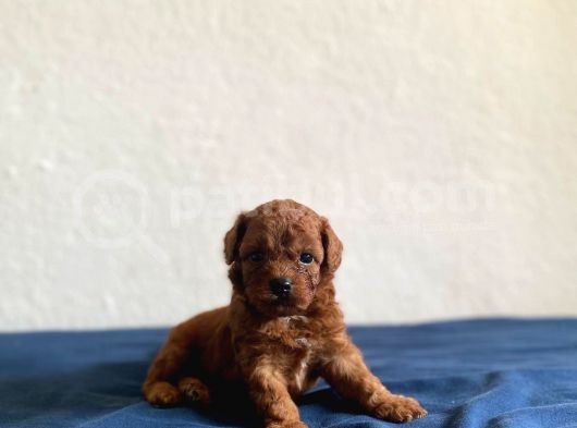 Toy Poodle Bebekleri̇mi̇z