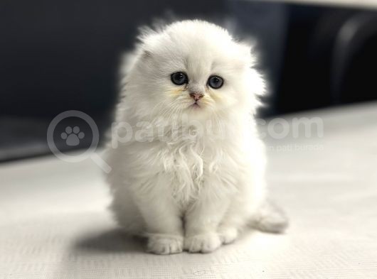 Show Class Surat Yapisina Sahi̇p Scotti̇sh Fold Longhai̇r görsel