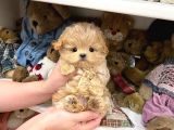 Anti̇alerji̇k Safkan Toy Poodle Yavrularim
