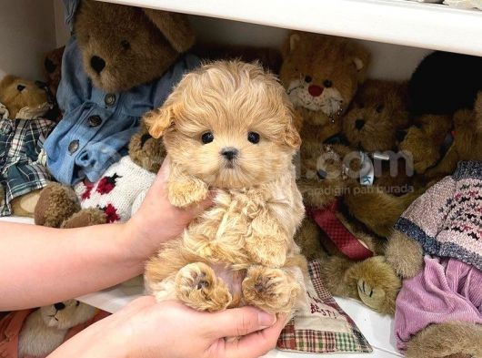 Anti̇alerji̇k Safkan Toy Poodle Yavrularim görsel