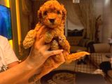 TOY POODLE