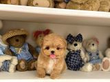 ANTİALERJİK SAFKAN TOY POODLE YAVRULARIM