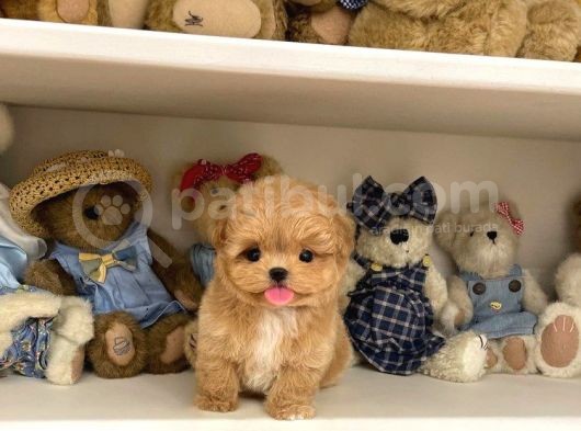 Anti̇alerji̇k Safkan Toy Poodle Yavrularim