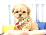 KORE KANI TOY POODLE BEBEKLERIMIZ