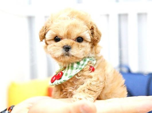 Kore Kani Toy Poodle Bebeklerimiz