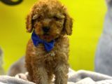Kivir Kivir Toypoodle Yavrulari