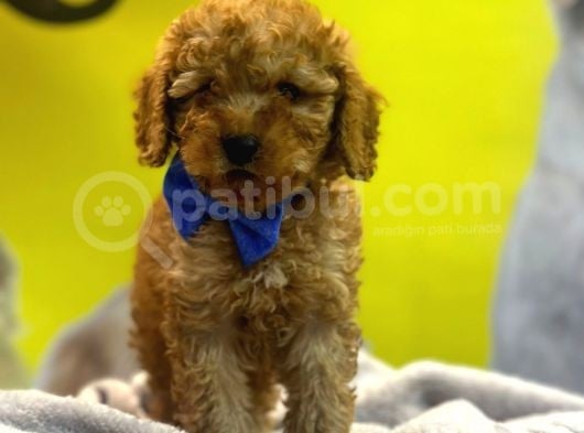 Kivir Kivir Toypoodle Yavrulari görsel