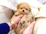 Kore Kani Toy Poodle Yavrulari̇mi̇z