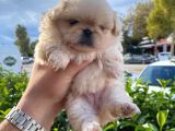 PEKİNEZ İMPERİAL