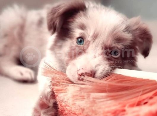 Border Collie Yavrular görsel