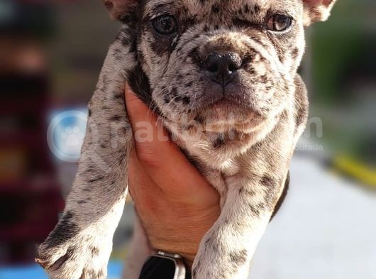 French Bulldog