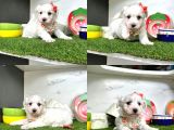 Orji̇nal Maltese Bebekleri̇mi̇z
