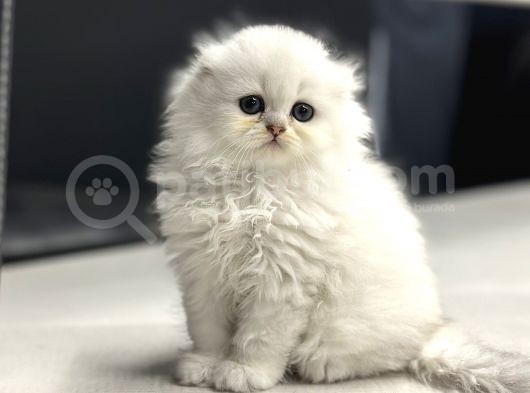 Show Class Surat Yapisina Sahi̇p Scotti̇sh Fold Longhai̇r görsel