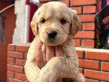 golden retriever cins kopek