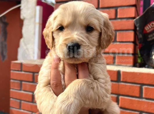 Golden Retriever Cins Kopek
