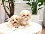 SHOW KALİTE TOY POODLE BEBEKLERİM