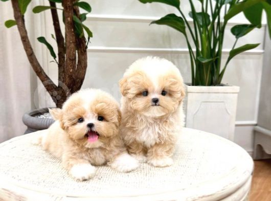 Show Kali̇te Toy Poodle Bebekleri̇m