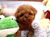 SHOW KALİTE TOY POODLE BEBEKLERİM