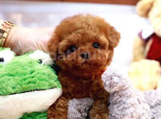 Show Kali̇te Toy Poodle Bebekleri̇m
