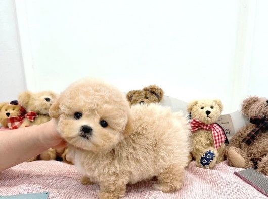 Mutluluk Kaynaği Toy Poodle Bebekler görsel