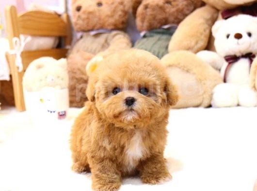 Sevi̇mli̇ Toy Poodle Bebekler görsel