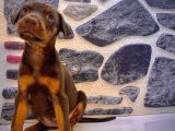 Kaliteli doberman yavrularımız