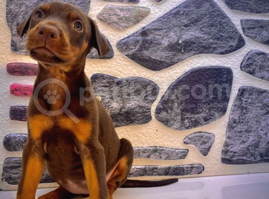 Kaliteli Doberman Yavrularımız