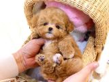Sevi̇mli̇ Toy Poodle Bebekler