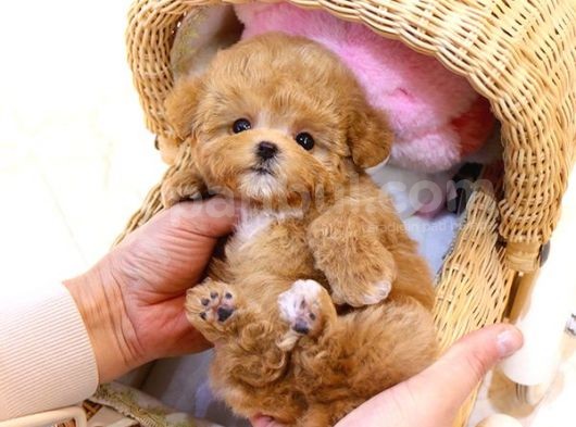 Sevi̇mli̇ Toy Poodle Bebekler görsel
