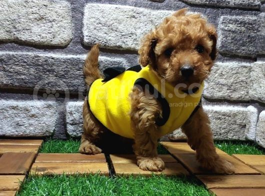 Malti̇poo Yavrular görsel