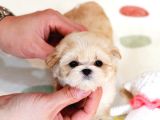 Sevi̇mli̇ Toy Poodle Bebekleri̇mi̇z