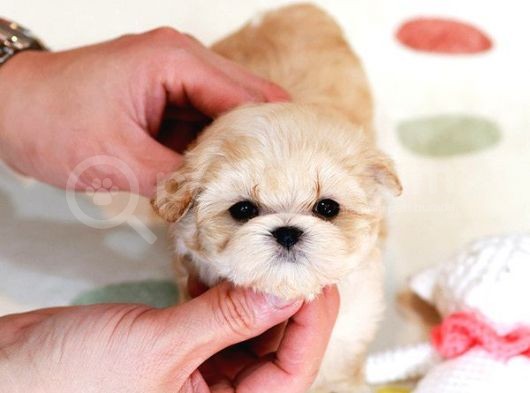 Sevi̇mli̇ Toy Poodle Bebekleri̇mi̇z görsel