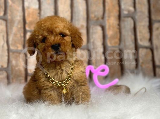 Kivircik Toypoodle Dünyasi görsel