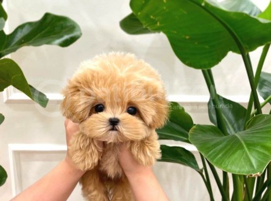 Dünya Tatlisi  Toy Poodle Yavrularimiz görsel