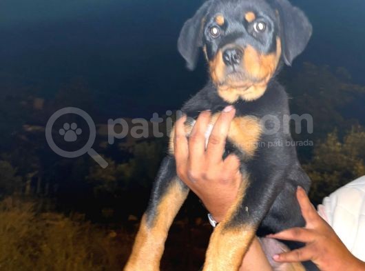 A Kali̇te Rot Bebeler görsel