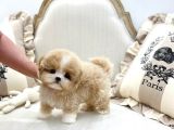 Show Kali̇te Toy Poodle Bebekleri̇m
