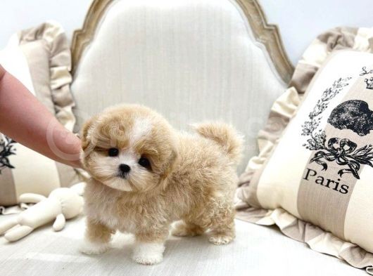 Show Kali̇te Toy Poodle Bebekleri̇m görsel