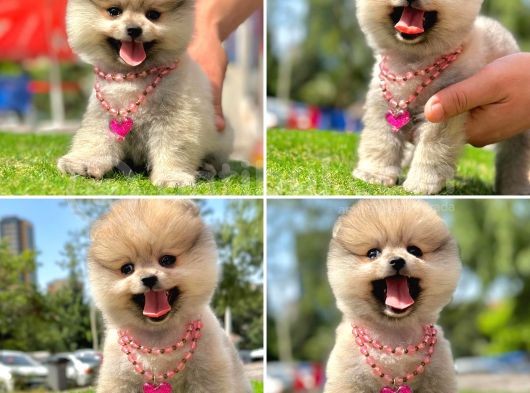 Pomerani̇an Boo Bebekleri̇mi̇z görsel