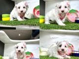 Orji̇nal Maltese Bebekleri̇mi̇z