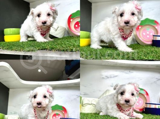Orji̇nal Maltese Bebekleri̇mi̇z görsel