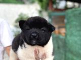 Siyah Amerikan akita Yavruları