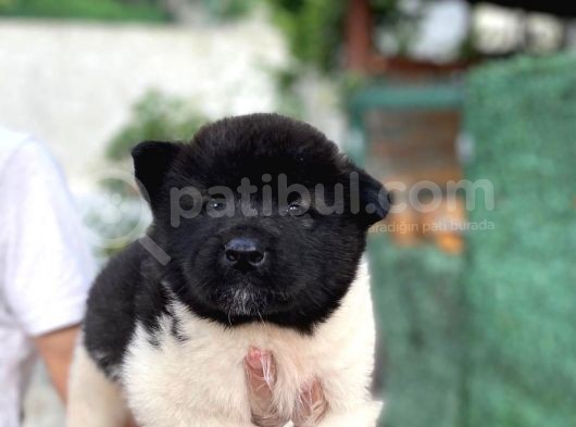 Siyah Amerikan Akita Yavruları