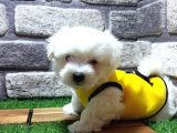 MALTESE TERRİER
