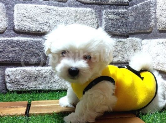 Maltese Terri̇er