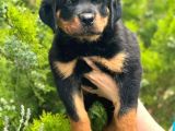 Rottweiler